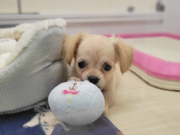 福島県のハーフ犬・ミックス犬 (アミーゴ須賀川店/2026年6月8日生まれ/女の子/クリーム)の子犬の2枚目の画像