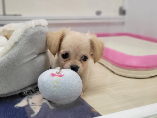 福島県のハーフ犬・ミックス犬 (アミーゴ須賀川店/2026年6月8日生まれ/女の子/クリーム)の子犬の3枚目の画像