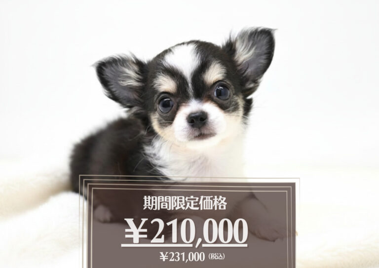 チワワL♀6/1 トライ(自) | ペットワールド アミーゴ