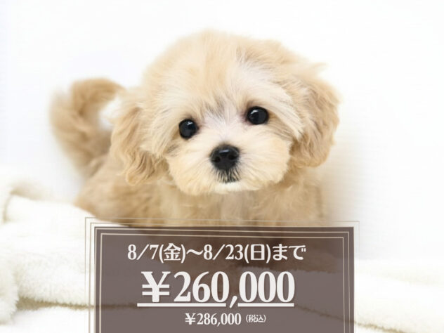 岡山県のハーフ犬・ミックス犬 (アミーゴ大安寺店/2026年5月17日生まれ/女の子/クリーム)の子犬の1枚目の画像