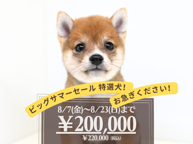 岡山県の豆柴 (アミーゴ大安寺店/2026年6月2日生まれ/男の子/赤)の子犬の1枚目の画像