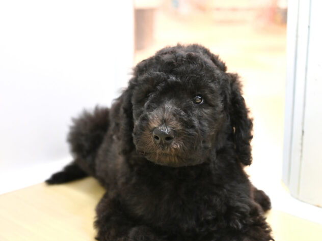 岡山県のスタンダードプードル (アミーゴ大安寺店/2026年6月1日生まれ/女の子/グレー)の子犬の4枚目の画像