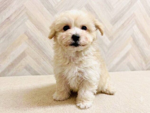 岡山県のハーフ犬・ミックス犬 (アミーゴ水島店/2026年6月7日生まれ/男の子/クリーム)の子犬の2枚目の画像