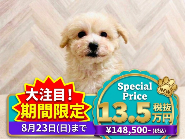 岡山県のハーフ犬・ミックス犬 (アミーゴ水島店/2026年6月7日生まれ/男の子/クリーム)の子犬の1枚目の画像