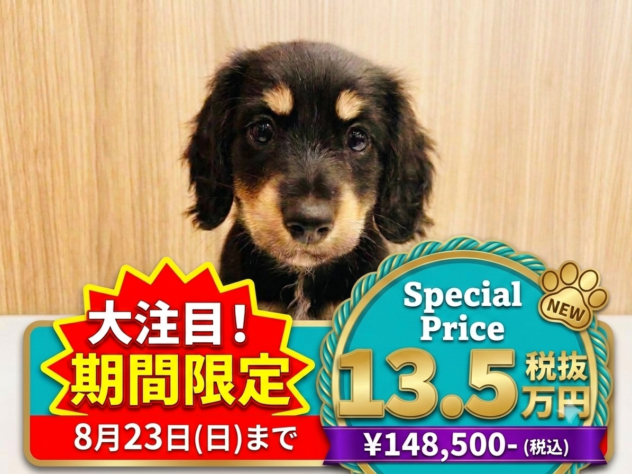 岡山県のミニチュアダックスフンド(ロング) (アミーゴ水島店/2026年6月2日生まれ/男の子/ブラックイエロー)の子犬の1枚目の画像