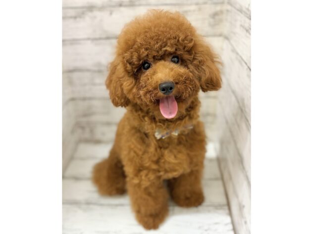 福島県のトイプードル(トイ) (アミーゴいわき店/2025年12月31日生まれ/男の子/レッドフォーン)の子犬の1枚目の画像