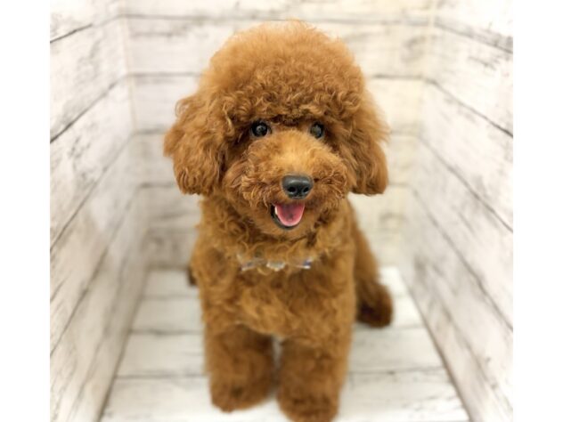 福島県のトイプードル(トイ) (アミーゴいわき店/2025年12月31日生まれ/男の子/レッドフォーン)の子犬の2枚目の画像