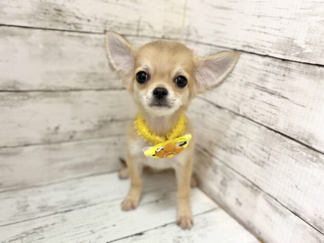 福島県のチワワ(ロング) (アミーゴいわき店/2026年4月22日生まれ/男の子/フォーン)の子犬の1枚目の画像