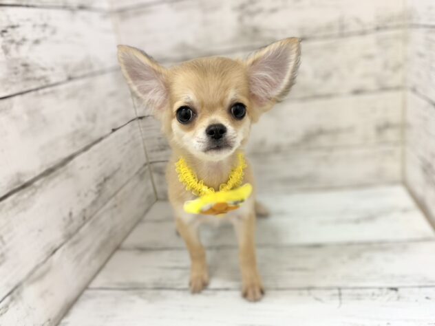 福島県のチワワ(ロング) (アミーゴいわき店/2026年4月22日生まれ/男の子/フォーン)の子犬の2枚目の画像
