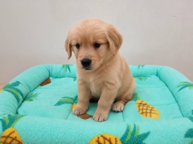 山形県のゴールデンレトリバー (アミーゴ米沢店/2026年6月16日生まれ/男の子/ゴールデン)の子犬