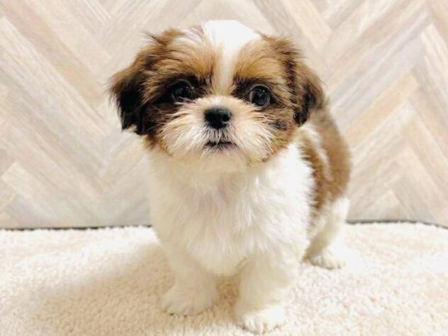 岡山県のシーズー (アミーゴ水島店/2026年6月7日生まれ/女の子/ホワイトゴールド)の子犬の2枚目の画像