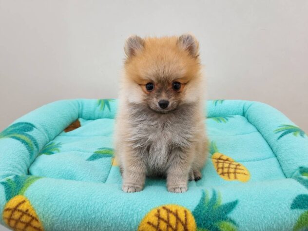 山形県のポメラニアン (アミーゴ米沢店/2026年6月6日生まれ/女の子/オレンジ)の子犬