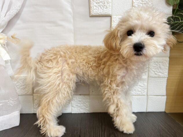 宮城県のハーフ犬・ミックス犬 (アミーゴ古川駅前店/2026年3月4日生まれ/男の子/クリーム)の子犬の2枚目の画像