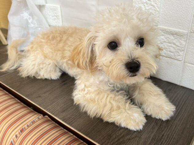 宮城県のハーフ犬・ミックス犬 (アミーゴ古川駅前店/2026年3月4日生まれ/男の子/クリーム)の子犬の1枚目の画像