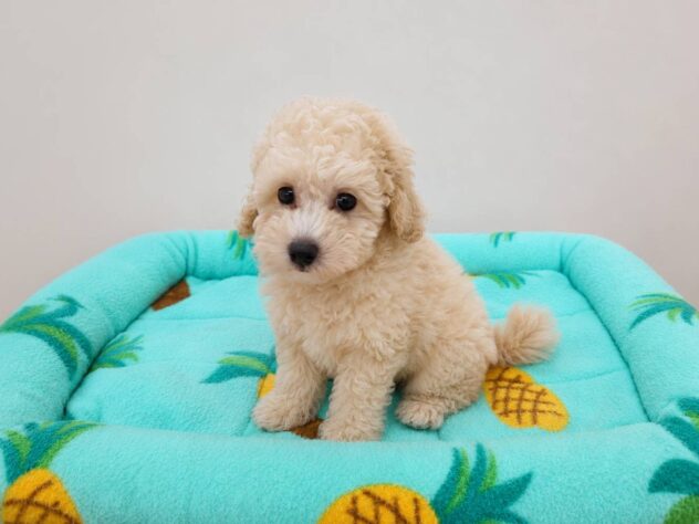 山形県のトイプードル(トイ) (アミーゴ米沢店/2026年6月19日生まれ/男の子/ホワイト)の子犬