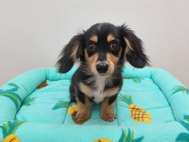 山形県のハーフ犬・ミックス犬 (アミーゴ米沢店/2026年4月13日生まれ/男の子/ブラックタン)の子犬