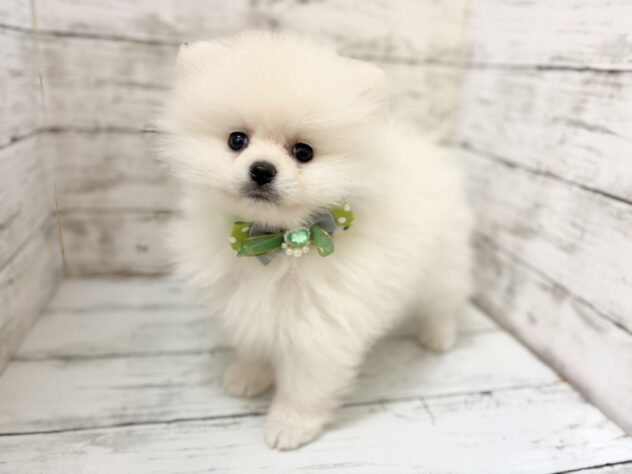 福島県のポメラニアン (アミーゴいわき店/2026年6月22日生まれ/男の子/ホワイト)の子犬の1枚目の画像