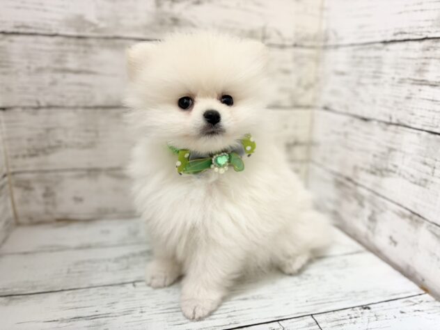 福島県のポメラニアン (アミーゴいわき店/2026年6月22日生まれ/男の子/ホワイト)の子犬の2枚目の画像