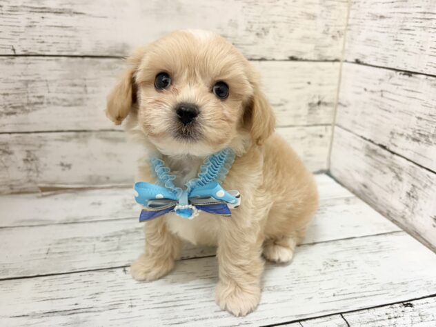 福島県のハーフ犬・ミックス犬 (アミーゴいわき店/2026年6月21日生まれ/男の子/アプリコット)の子犬の2枚目の画像