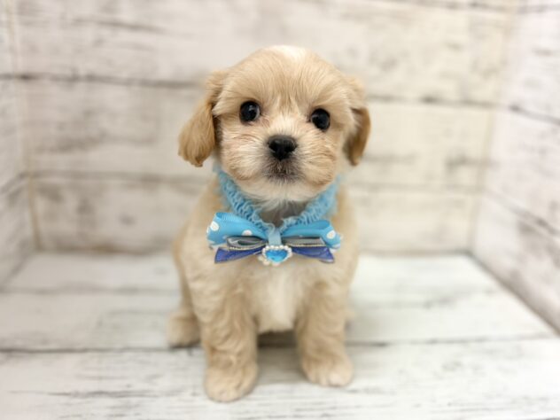 福島県のハーフ犬・ミックス犬 (アミーゴいわき店/2026年6月21日生まれ/男の子/アプリコット)の子犬の1枚目の画像