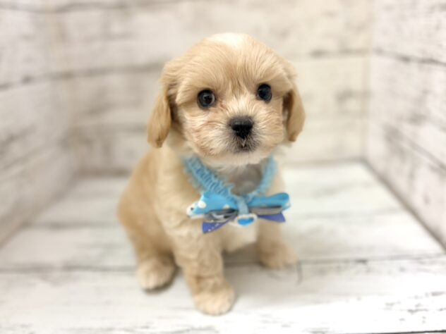 福島県のハーフ犬・ミックス犬 (アミーゴいわき店/2026年6月21日生まれ/男の子/アプリコット)の子犬の3枚目の画像