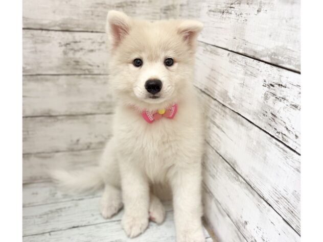 福島県のサモエド (アミーゴいわき店/2026年6月22日生まれ/女の子/ホワイト)の子犬の2枚目の画像