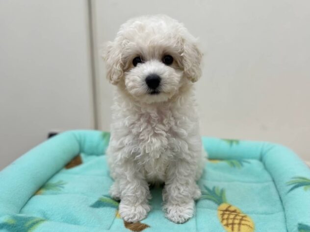 山形県のハーフ犬・ミックス犬 (アミーゴ米沢店/2026年6月26日生まれ/女の子/クリーム)の子犬