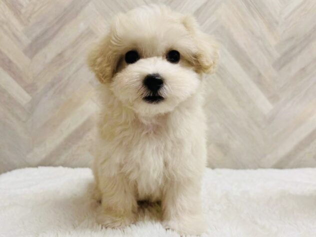 岡山県のハーフ犬・ミックス犬 (アミーゴ水島店/2026年6月7日生まれ/男の子/クリーム)の子犬の2枚目の画像