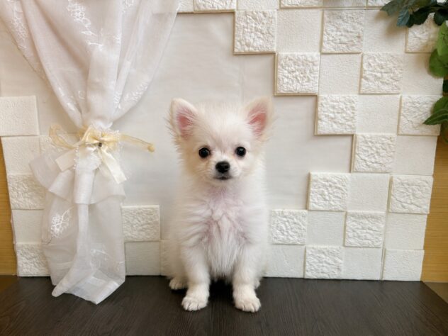 宮城県のハーフ犬・ミックス犬 (アミーゴ古川駅前店/2026年5月15日生まれ/男の子/クリームホワイト)の子犬