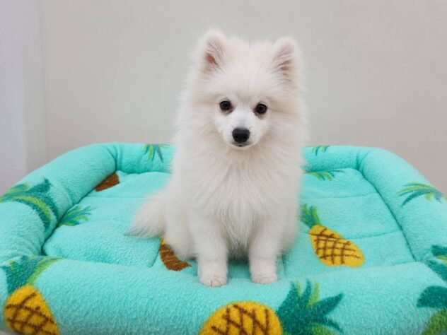山形県のポメラニアン (アミーゴ米沢店/2026年5月3日生まれ/男の子/クリーム)の子犬