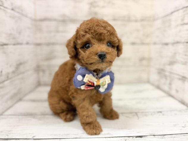 福島県のトイプードル(トイ) (アミーゴいわき店/2026年6月28日生まれ/男の子/レッド)の子犬の3枚目の画像