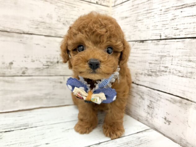 福島県のトイプードル(トイ) (アミーゴいわき店/2026年6月28日生まれ/男の子/レッド)の子犬の1枚目の画像