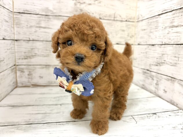 福島県のトイプードル(トイ) (アミーゴいわき店/2026年6月28日生まれ/男の子/レッド)の子犬の2枚目の画像