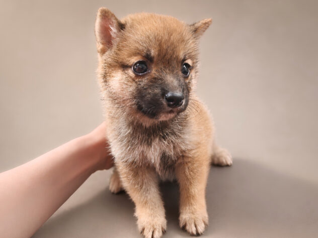 岡山県の豆柴 (アミーゴ中庄店/2026年6月28日生まれ/男の子/レッド)の子犬の2枚目の画像
