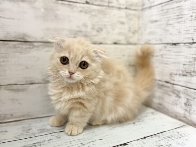 福島県のマンチカン (アミーゴいわき店/2026年6月28日生まれ/女の子/クリームタビー)の子猫の1枚目の画像