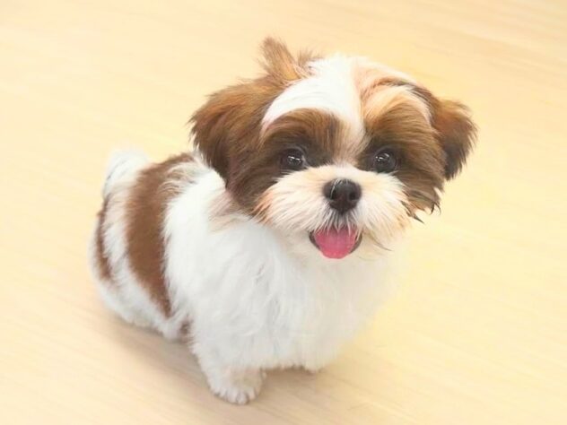 岡山県のシーズー (アミーゴ水島店/2026年6月7日生まれ/女の子/ホワイトゴールド)の子犬