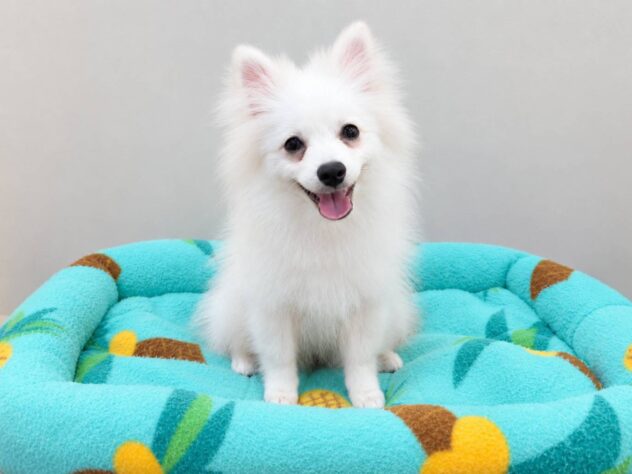 山形県のポメラニアン (アミーゴ米沢店/2026年5月3日生まれ/男の子/クリーム)の子犬