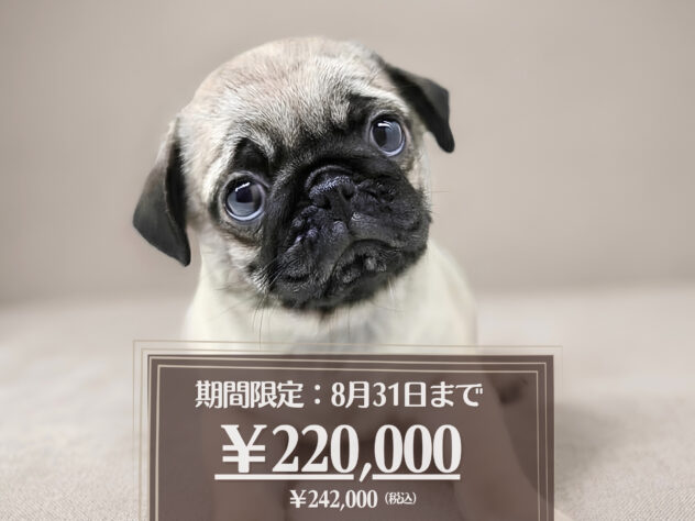 岡山県のパグ (アミーゴ大安寺店/2026年4月30日生まれ/女の子/フォーン)の子犬の1枚目の画像