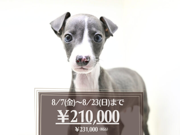 岡山県のイタリアングレーハウンド (アミーゴ大安寺店/2026年6月1日生まれ/男の子/ブルーホワイト)の子犬の1枚目の画像