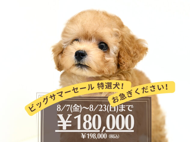岡山県のトイプードル(トイ) (アミーゴ大安寺店/2026年5月15日生まれ/男の子/ペールフォーン)の子犬の1枚目の画像