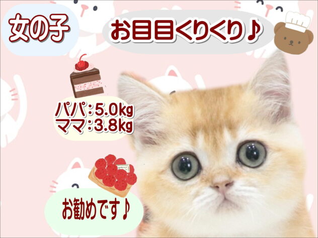 大阪府のブリティッシュショートヘアー (アミーゴ鳳店/2026年5月9日生まれ/女の子/ブラックゴールデンシェーデット)の子猫の1枚目の画像