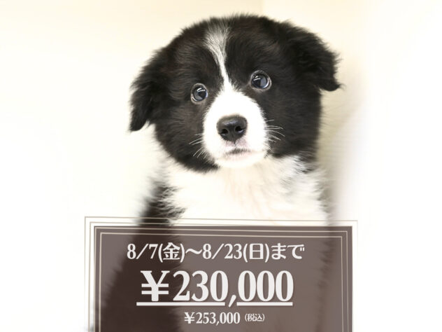 岡山県のボーダーコリー (アミーゴ大安寺店/2026年5月25日生まれ/男の子/ブラックホワイト)の子犬の1枚目の画像