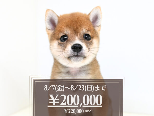 岡山県の豆柴 (アミーゴ大安寺店/2026年6月2日生まれ/男の子/赤)の子犬の1枚目の画像
