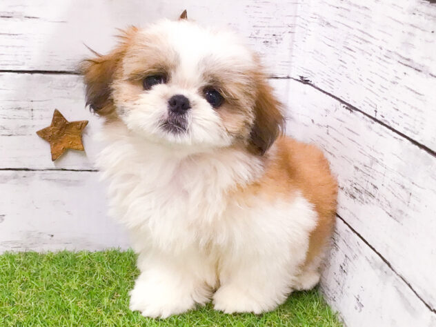 愛知県のシーズー (アミーゴ知立店/2026年6月8日生まれ/女の子/ホワイトゴールド)の子犬の1枚目の画像