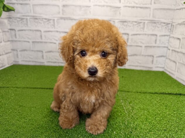 岡山県のトイプードル(トイ) (アミーゴ妹尾店/2026年5月29日生まれ/男の子/レッドフォーン)の子犬の1枚目の画像