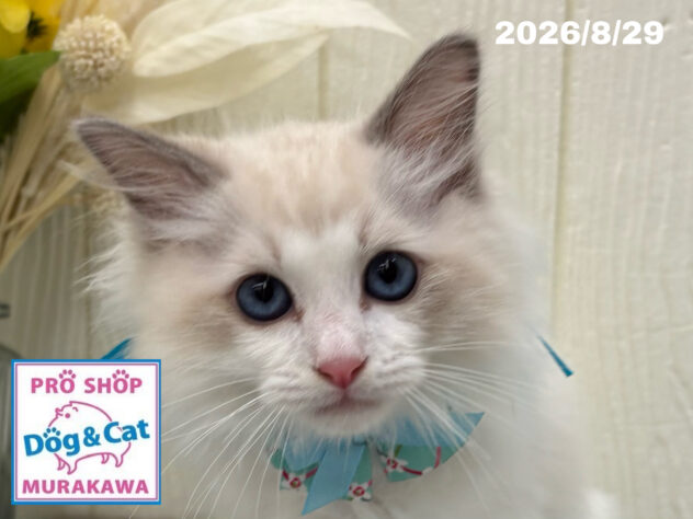 広島県のラグドール (アミーゴ大町店/2026年6月10日生まれ/男の子/ブルーポイントバイカラー)の子猫の1枚目の画像