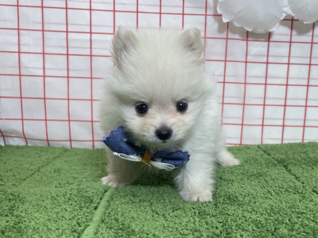 山形県のハーフ犬・ミックス犬 (アミーゴ酒田店/2026年6月30日生まれ/男の子/クリームホワイト)の子犬の1枚目の画像