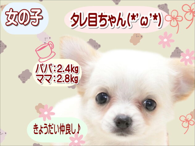 大阪府のチワワ(ロング) (アミーゴ鳳店/2026年6月8日生まれ/女の子/クリーム)の子犬の1枚目の画像