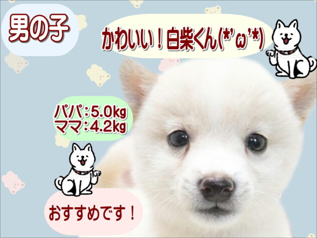 大阪府の豆柴 (アミーゴ鳳店/2026年6月5日生まれ/男の子/白)の子犬の1枚目の画像