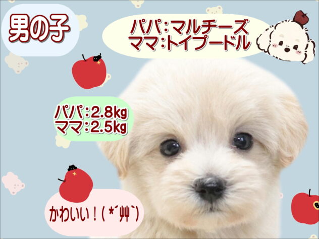 大阪府のハーフ犬・ミックス犬 (アミーゴ鳳店/2026年6月22日生まれ/男の子/クリーム)の子犬の1枚目の画像